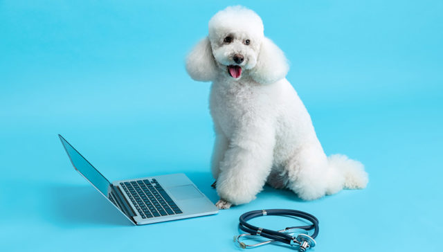 Online Pet Nutritionist Featured