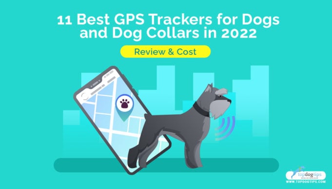 11 Best GPS Trackers for Dogs and Dog Collars in 2022 Review & Cost