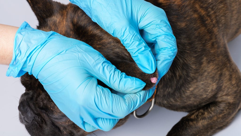 Canine Papilloma Virus