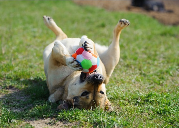 Dog chew toys