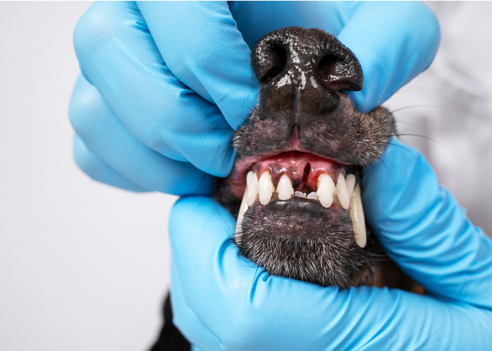 Dog tooth extraction