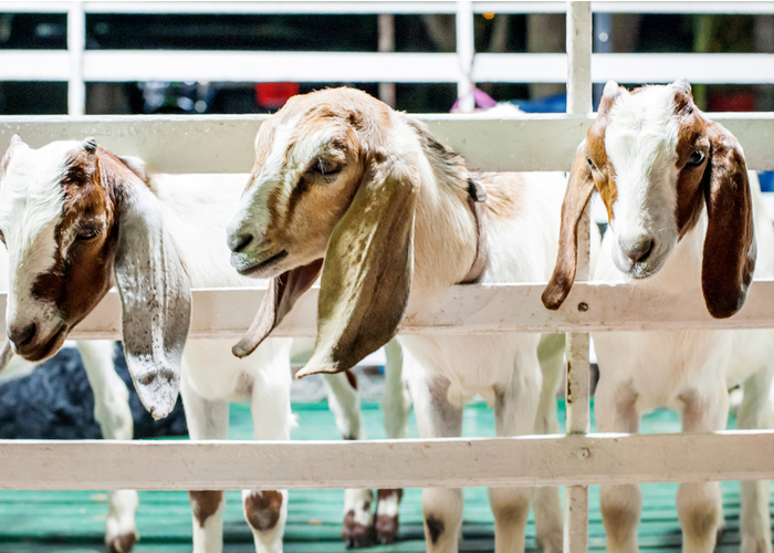 Goat Milk For Dogs