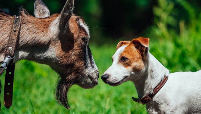 Goats Milk For Dogs Featured