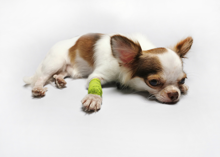 Injured Chihuahua