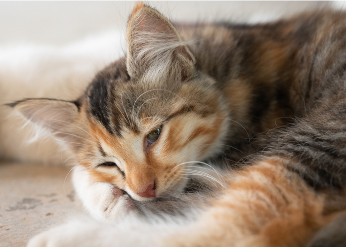 Lethargy in Pets