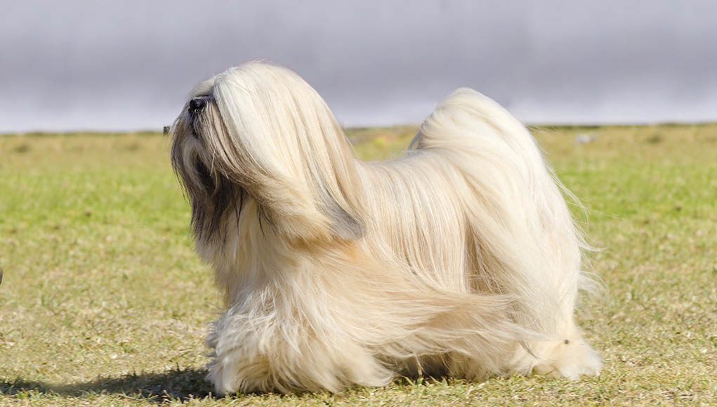 Lhasa Apso Dog Breed Profile Featured