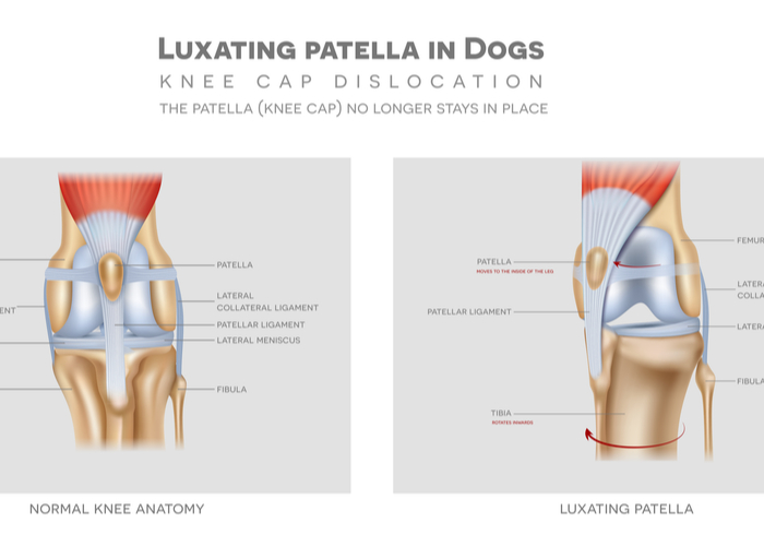 Luxating Patella In Dogs