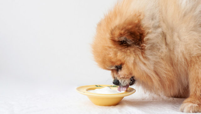 Natural Probiotics for Dogs