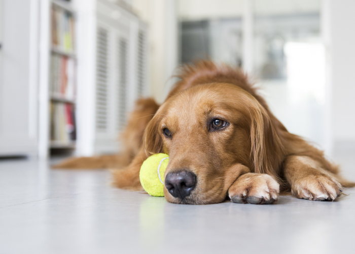 Seasonal Depression in Dogs