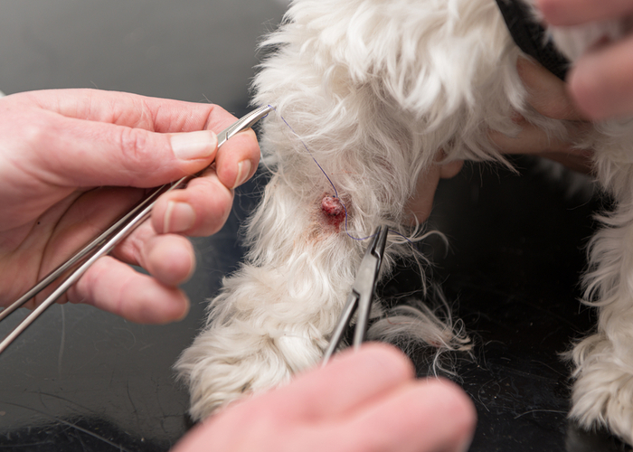 Symptoms of Canine Papilloma Virus