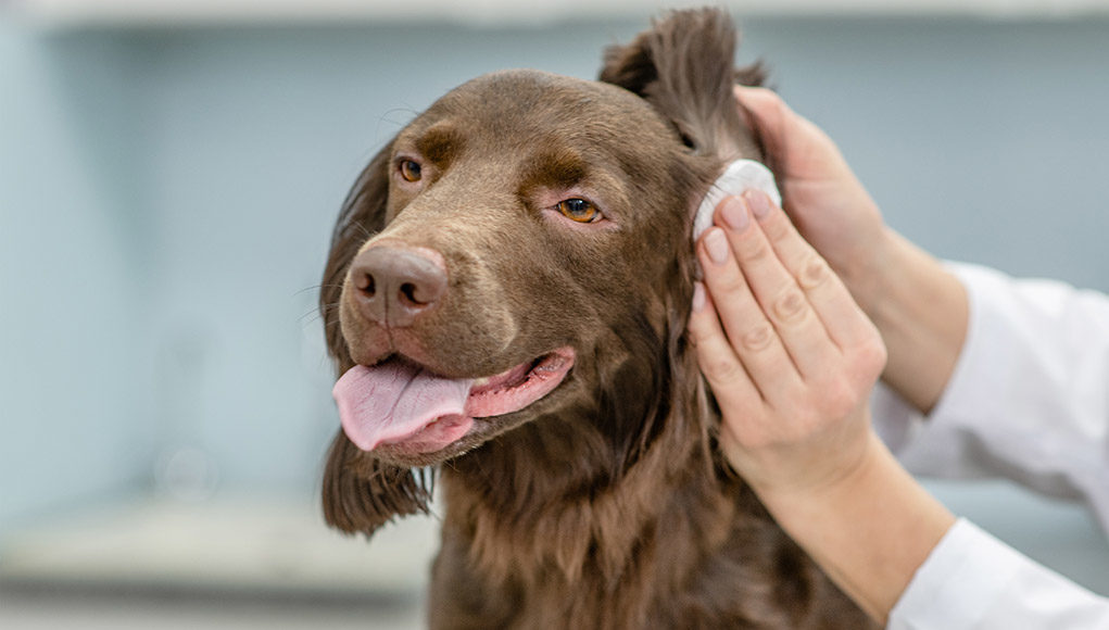 When To Clean A Dogs Ears Featured