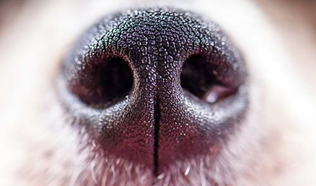 Why Do Dogs Have Wet Noses?