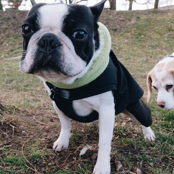 dog peeing on another dog's pee