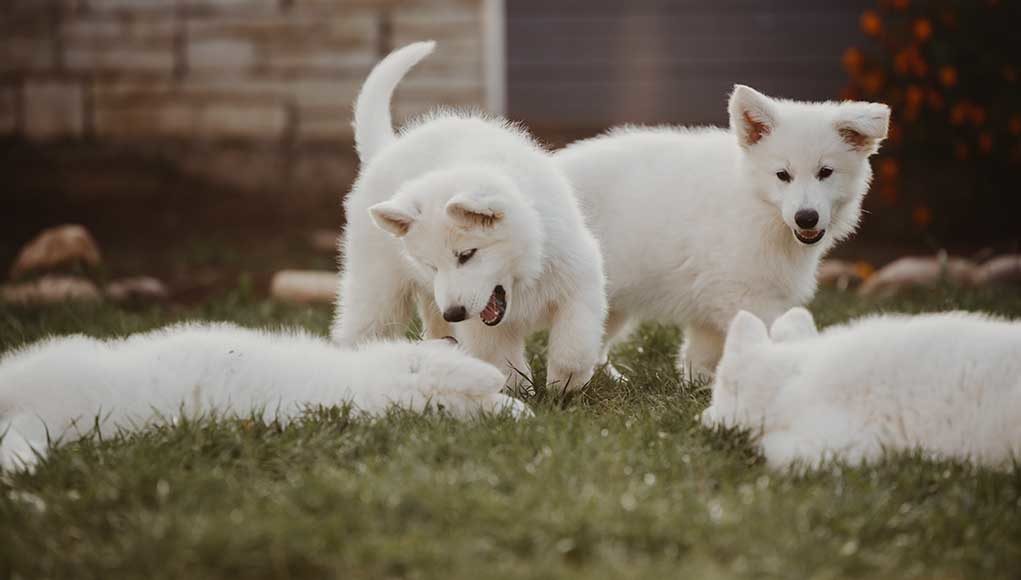 dogs recognize their siblings