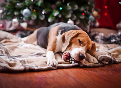 heated dog bed