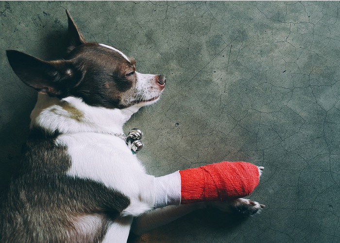 injured joint Chihuahua