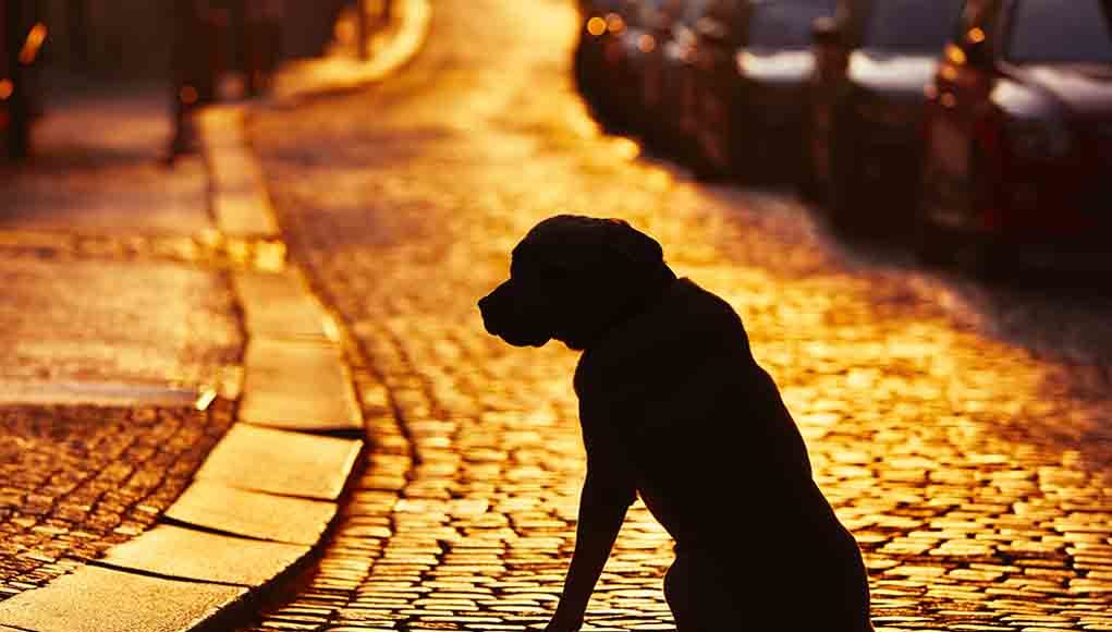 pets returning home after they have gone missing