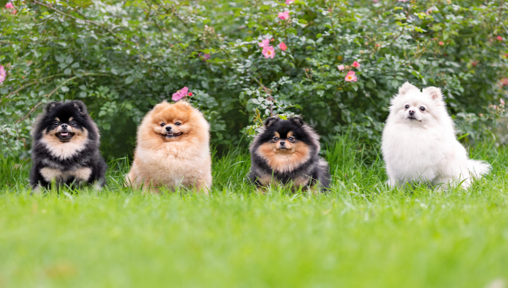 pomeranian dog breed profile