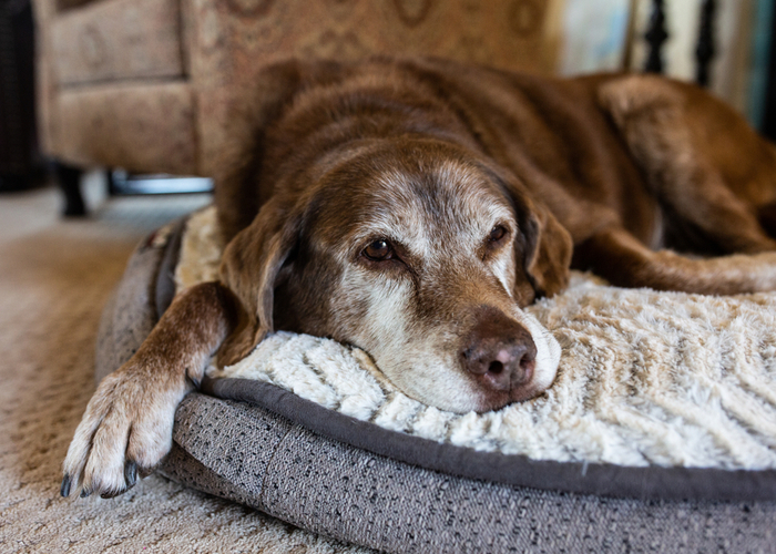 cbd for senior dogs