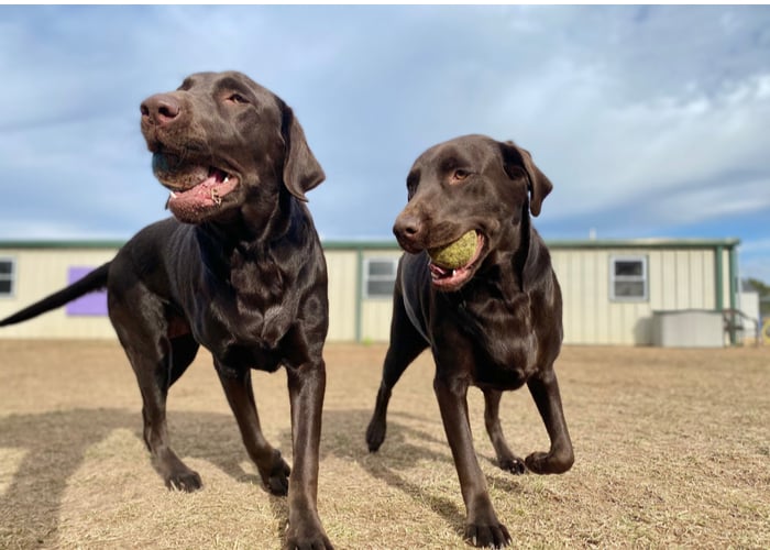 dogs recognize their siblings