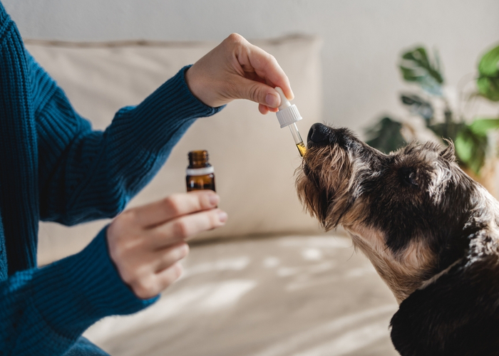 cbd to treat dog disease