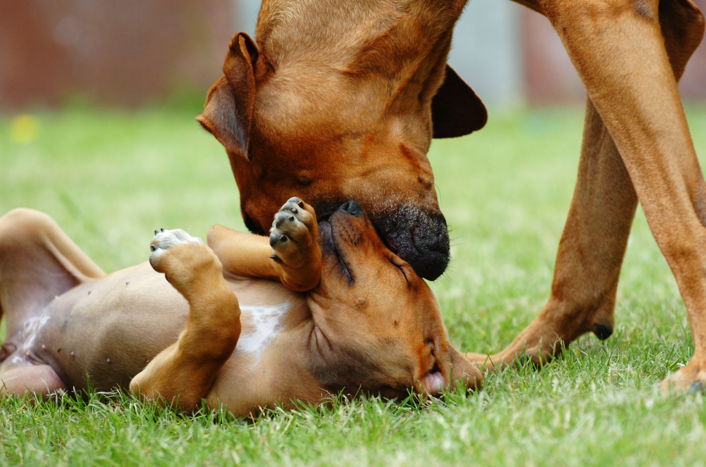 dogs recognize their siblings