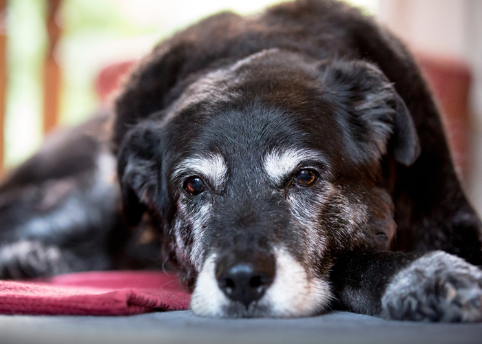 cbd for senior dogs