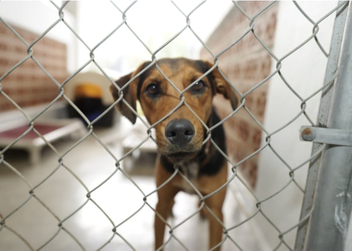 lost dog in shelter