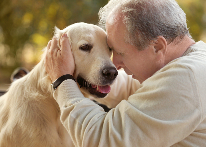 cbd for senior dogs