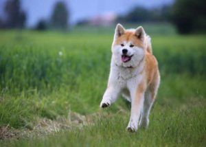 Akita Running