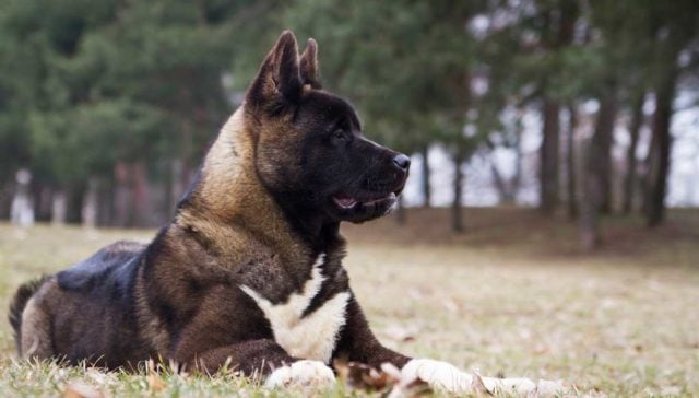 Akita Dog Breed