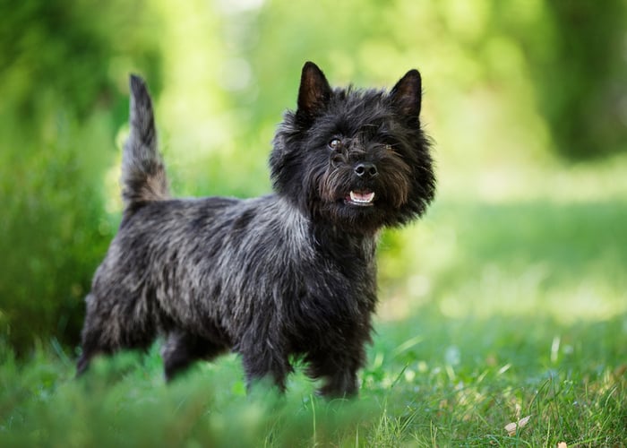 Cairn Terrier Black