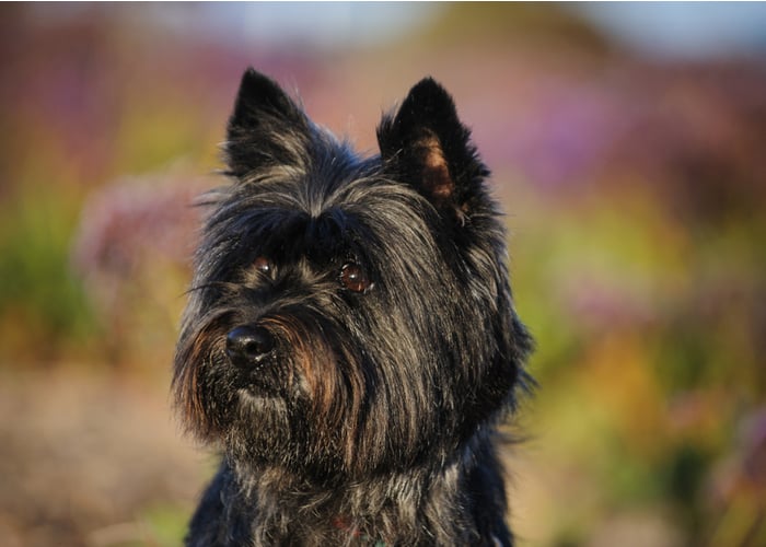 Cairn Terrier Close Up