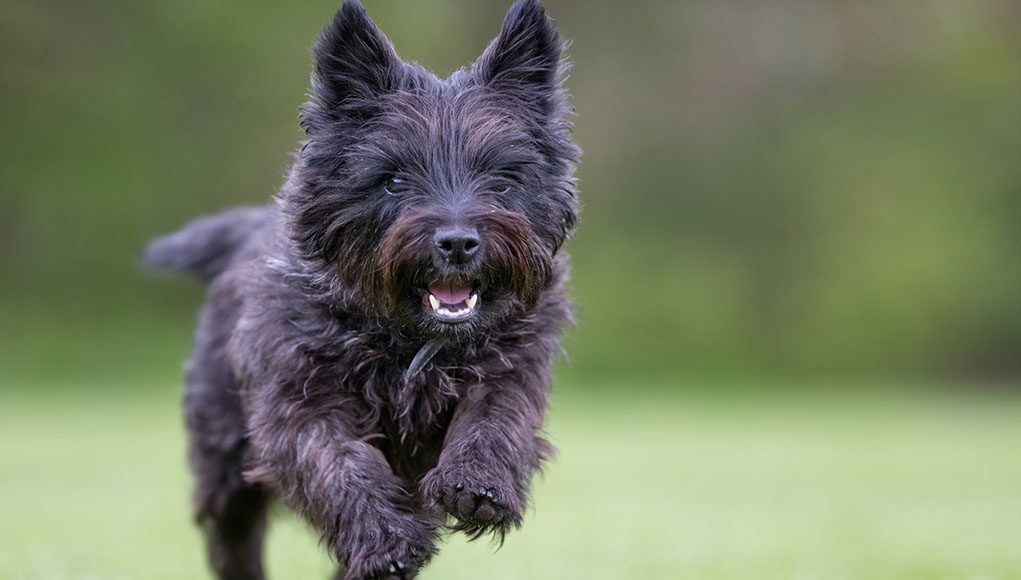 Cairn Terrier Dog Breed Featured