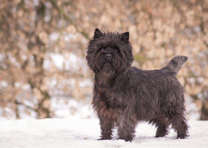 Cairn terrier dog posing outside in the park