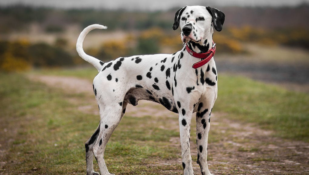 Dalmatian Dog Breed Featured Image