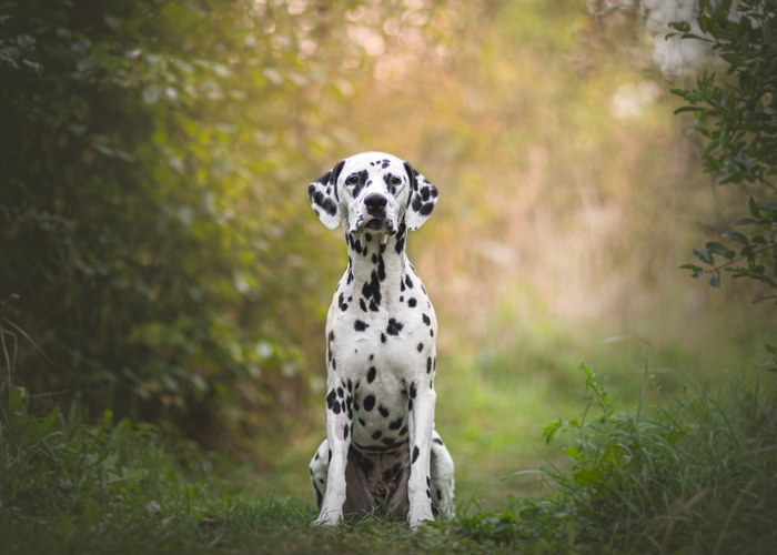 Dalmatian portrait