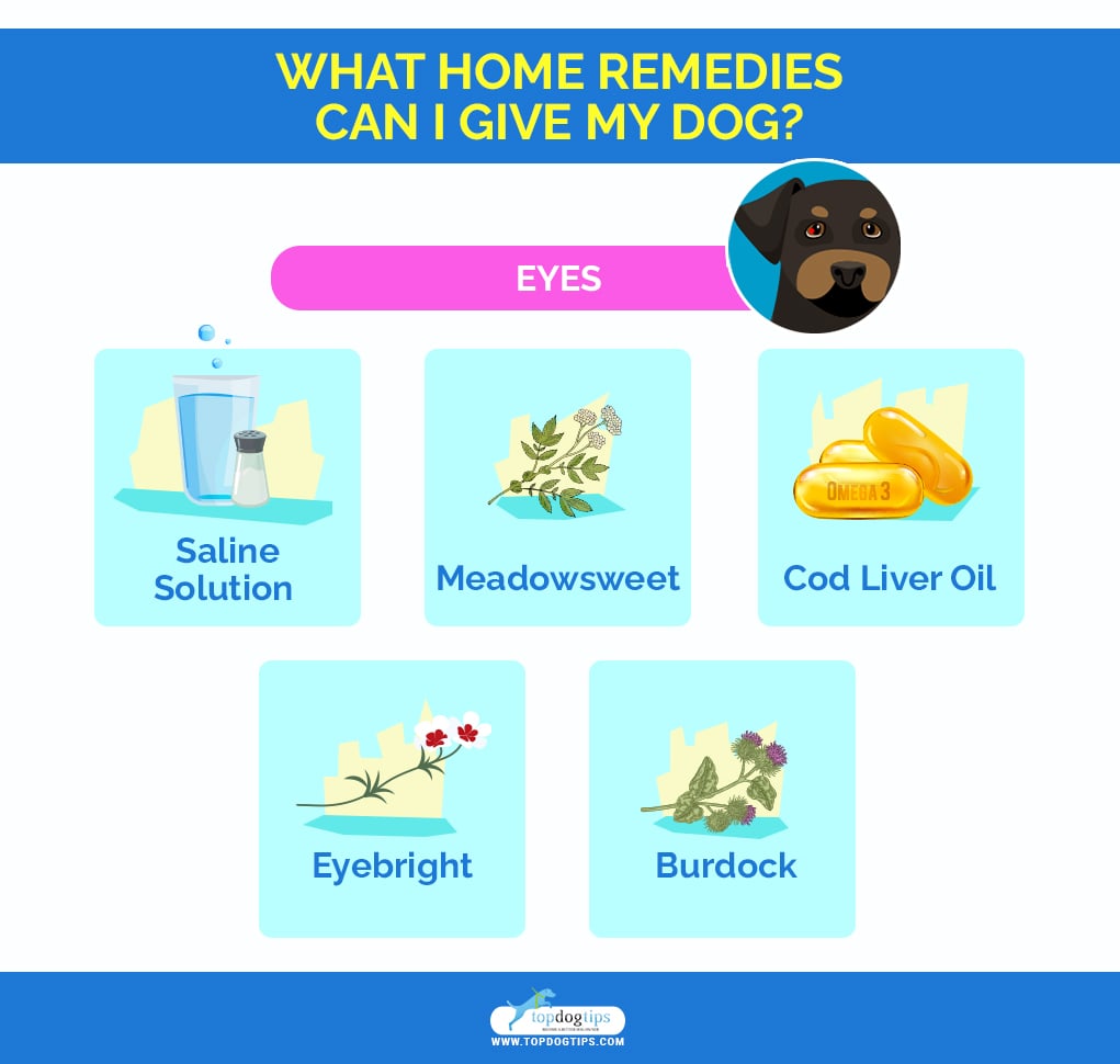 home remedies for dog Eyes