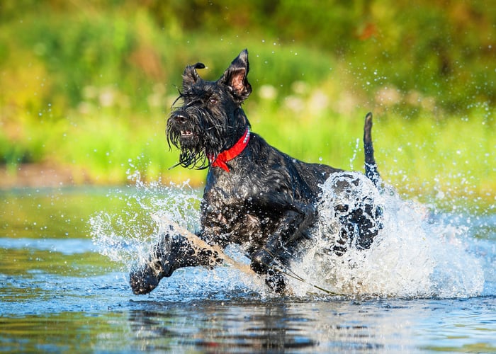 Giant Schnauzers Playin in the Water