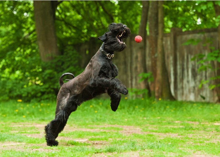 Giant Schnauzers Playing Ball