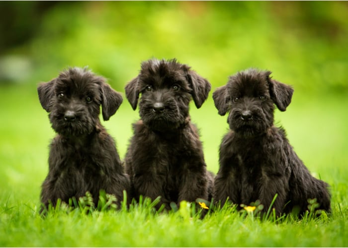 Giant Schnauzers Puppies