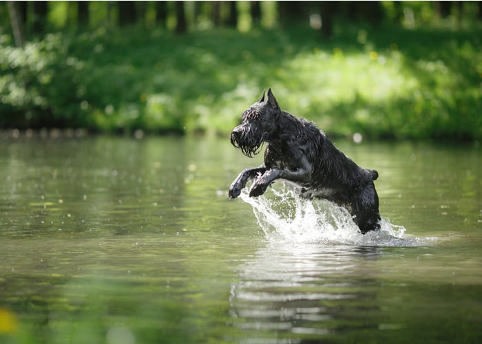 Giant Schnauzers Running in Water