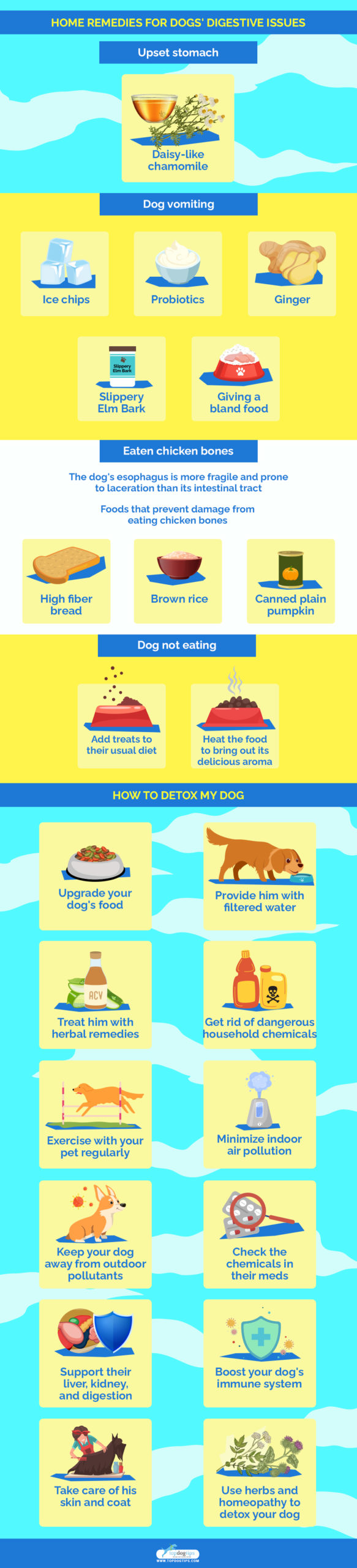 Home Remedies for Dogs' Digestive Issues