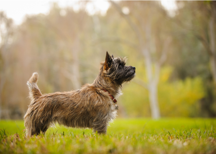 Majestic Pose Cairn Terrier