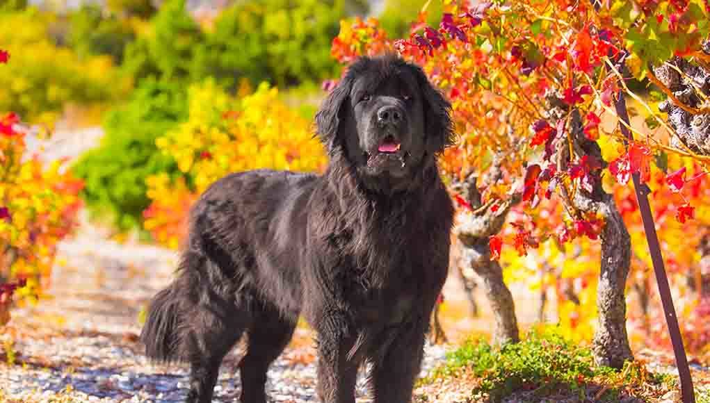 Newfoundland Dog Breed