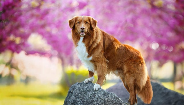 Nova Scotia Duck Tolling Retriever Featured