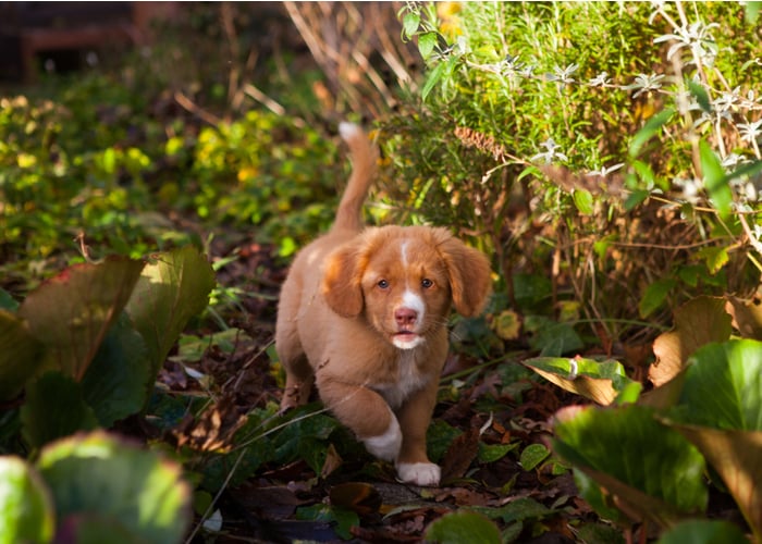 Nova Scotia puppy walking through foliage