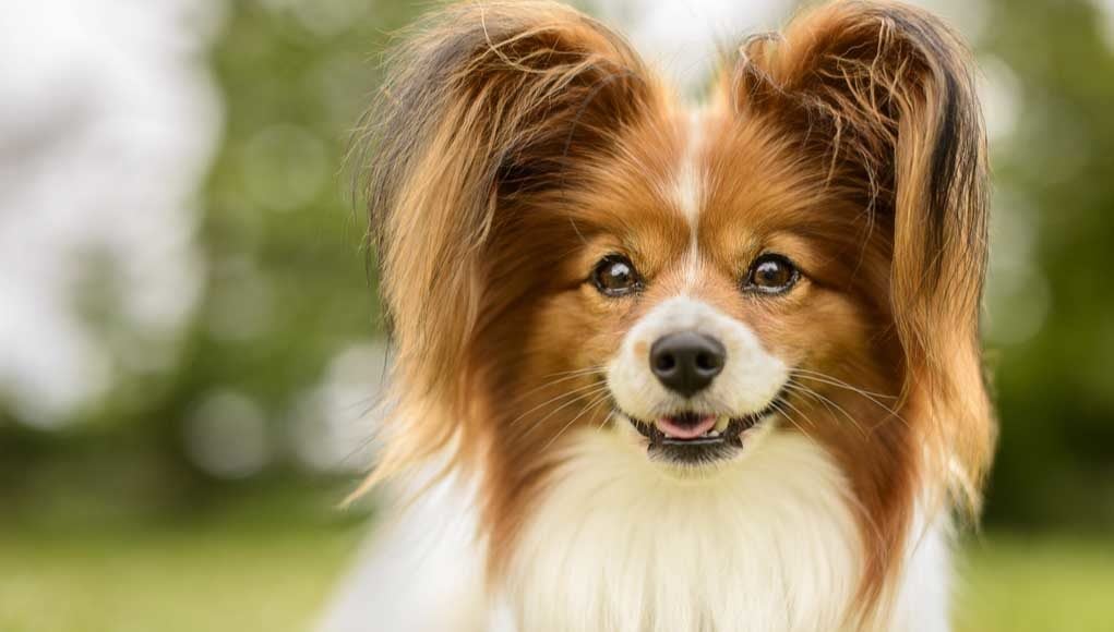 Papillon dog breed