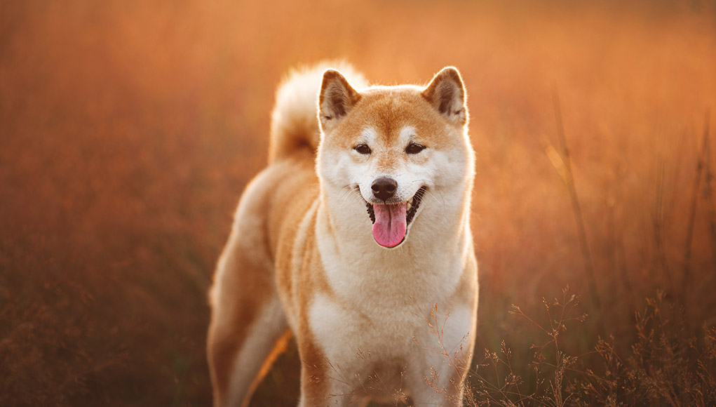 Shiba Inu dog breed profile featured