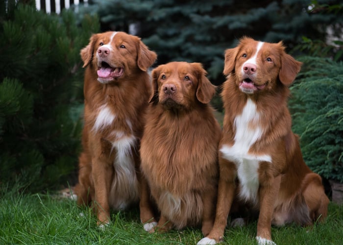 Three brown and white Nova Scotia Duck Tolling Retriever sitting side by side